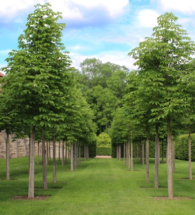 Parkteil Provence Barockgarten Lichtenwalde